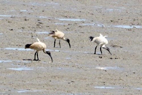 Australian Ibis