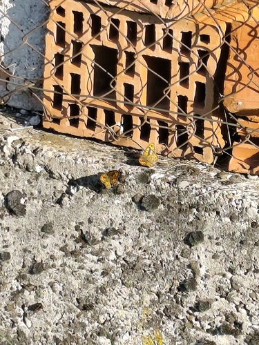 Wall Brown