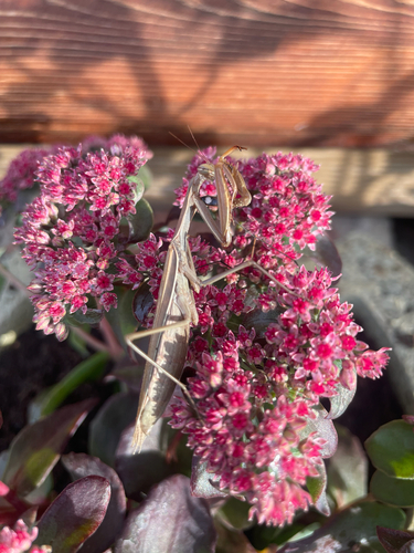European Mantis