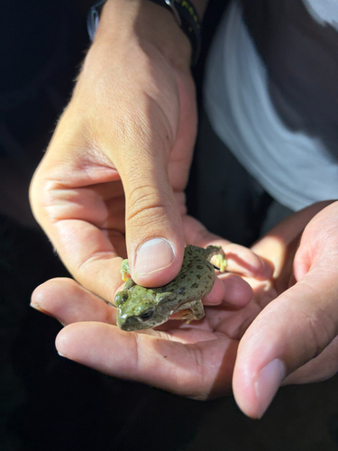 Sonoran Desert Toad