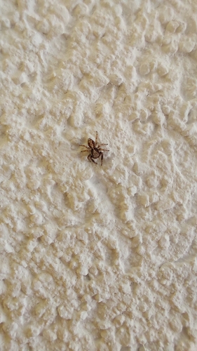 House Jumping Spider