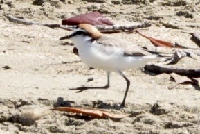 Red-capped Plover