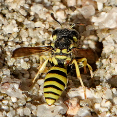 Pterocheilus