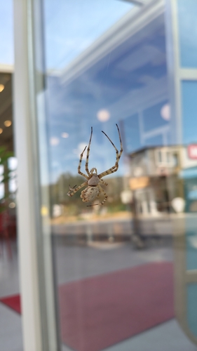 Lobed Argiope