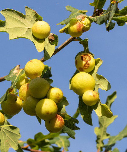 Cherry Gall Wasp