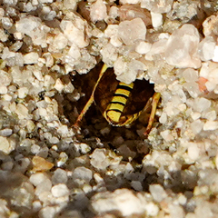 Pterocheilus
