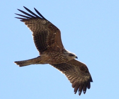 Fork-tailed Kite