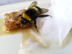 Bombus