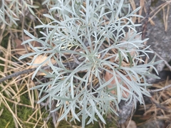 Artemisia sericea, photograph (c) Евгений Маринкин, some rights reserved (CC BY)