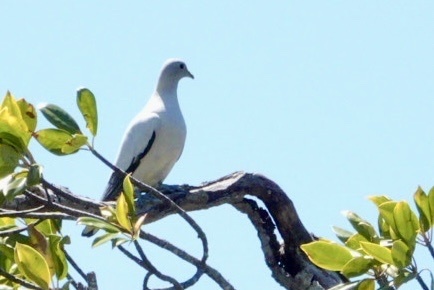 Torresian Imperial Pigeon