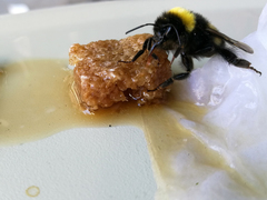 Bombus