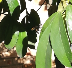 Mimocalla gigantea