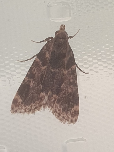 Stored grain moth