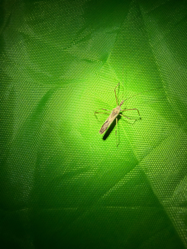 Four-spurred Assassin Bug
