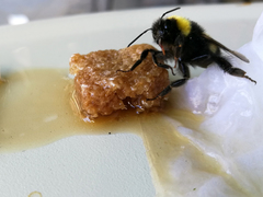 Bombus