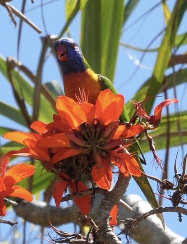 Rainbow Lorikeet