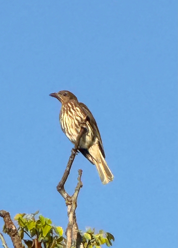 Australasian Figbird