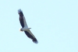 White-bellied Sea-Eagle