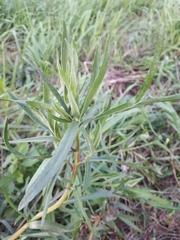 Achillea salicifolia