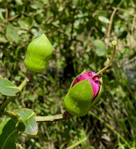 Sonneratia caseolaris observed 2026-09-20