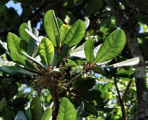 Palaquium observed 2026-09-20