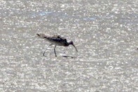 Eurasian Whimbrel