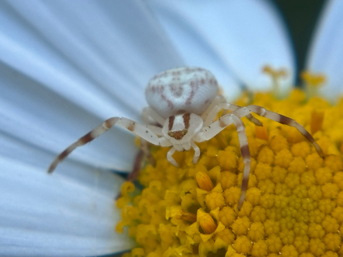 Milky Flower Spider
