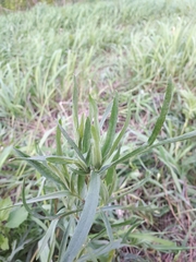 Achillea salicifolia