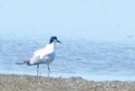 Australian Tern