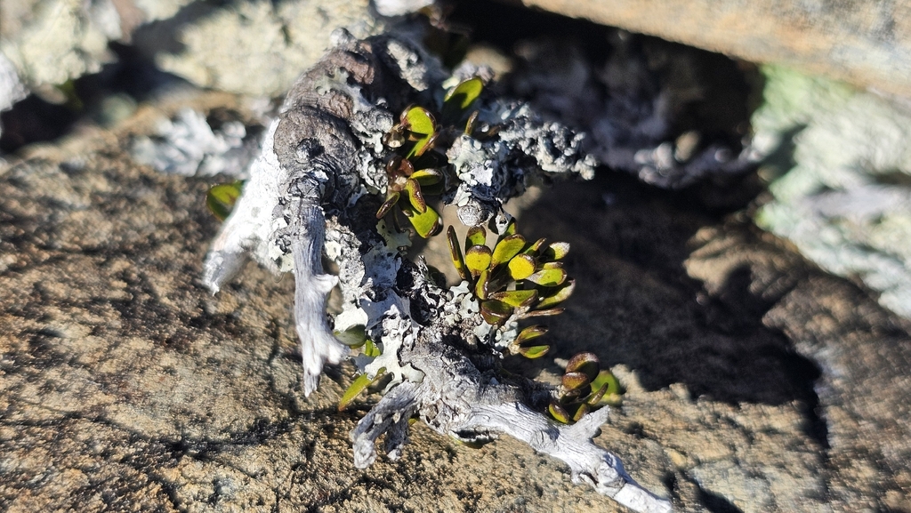 Melicytus alpinus; photograph author not stated, no rights reserved