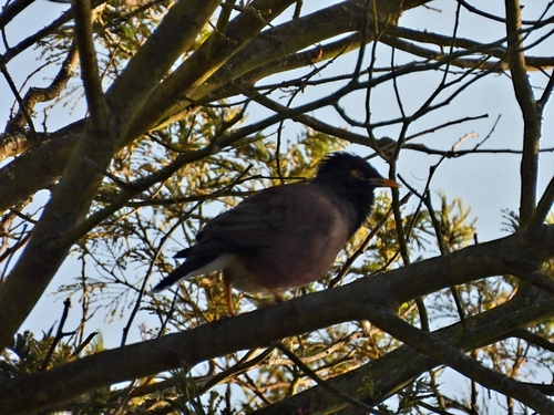 Common Myna