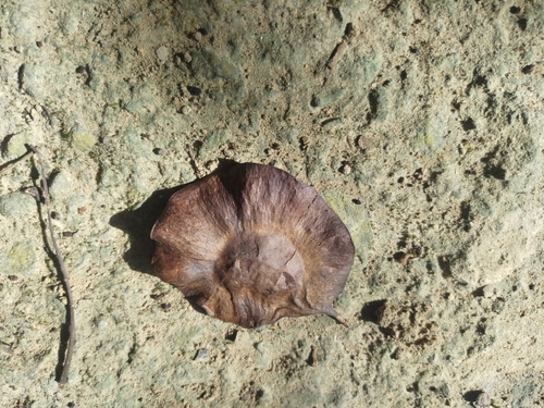 Pterocarpus indicus observed 2026-09-20