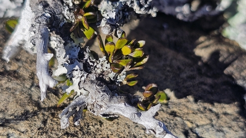 Melicytus alpinus, photograph 3