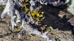 author not stated, no rights reserved Melicytus alpinus, photograph author not stated, no rights reserved