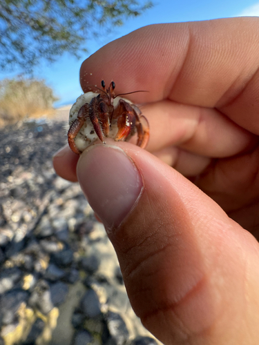Red Land Hermit Crab