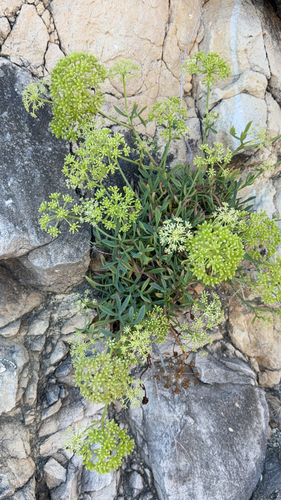 rock samphire