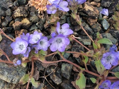 Phacelia divaricata