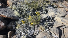 author not stated, no rights reserved Melicytus alpinus, photograph author not stated, no rights reserved