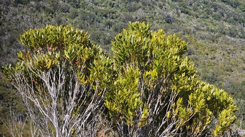 Metrosideros umbellata