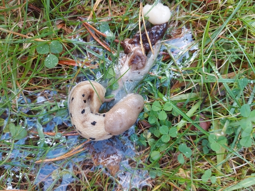 Ash-black Slug