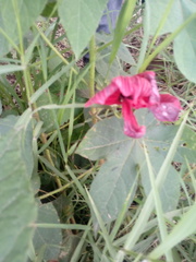 Hibiscus uncinellus