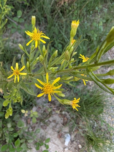 false yellowhead