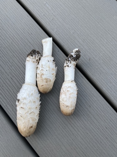Shaggy Mane