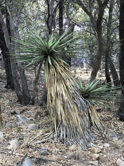 Yucca madrensis