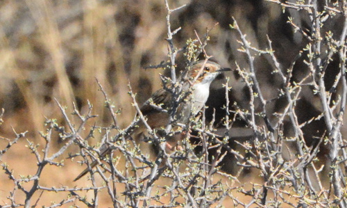 iNaturalist image