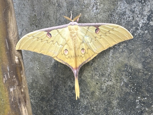 western Chinese moon moth