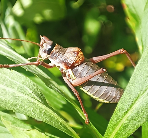Saddle-backed Bush Cricket