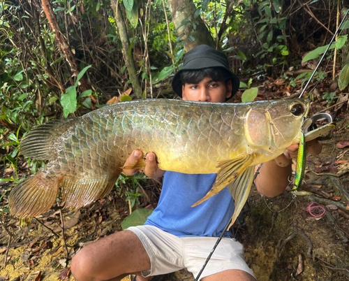 Asian Arowana