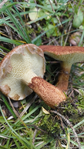 Hollow Bolete