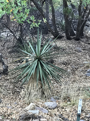 Yucca madrensis